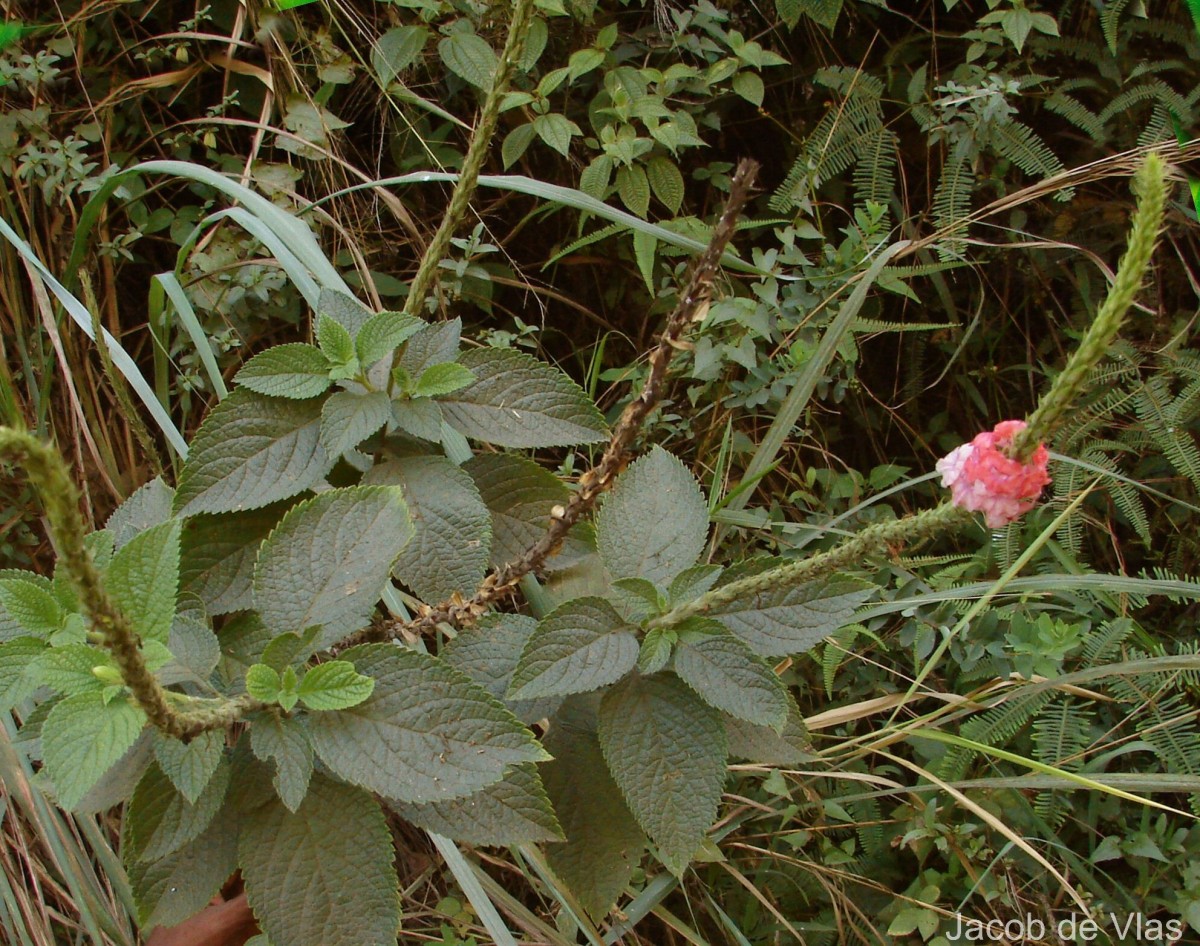 Stachytarpheta mutabilis (Jacq.) Vahl